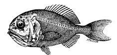 Hoplostethus atlanticus_claves